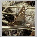 Pararge aegeria - Waldbrettspiel 06.jpg